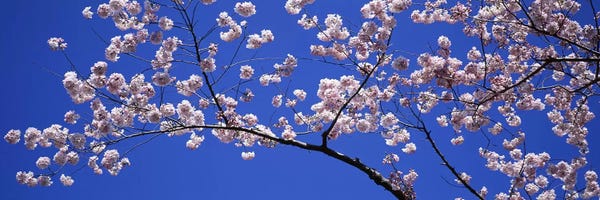 Nature Close-Ups: Cherry Blossoms Washington DC USA by Panoramic Images