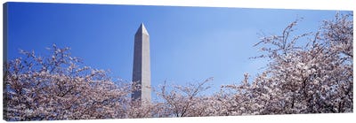 Washington Monument behind cherry blossom trees, Washington DC, USA Canvas Art Print - Blossom Art