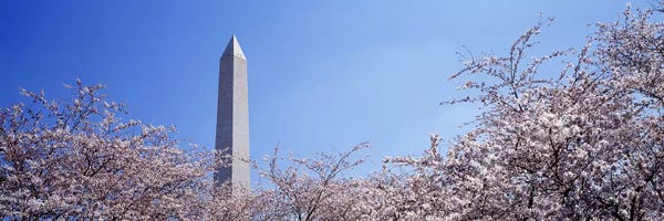 Washington, D.C.: Washington Monument behind cherry blossom trees, Washington DC, USA by Panoramic Images