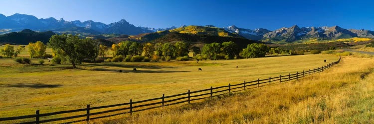 Trees in a field, Colorado, USA