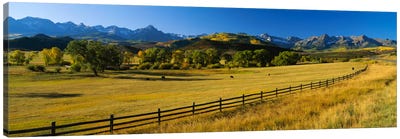Trees in a field, Colorado, USA Canvas Art Print - Country Scenic Photography