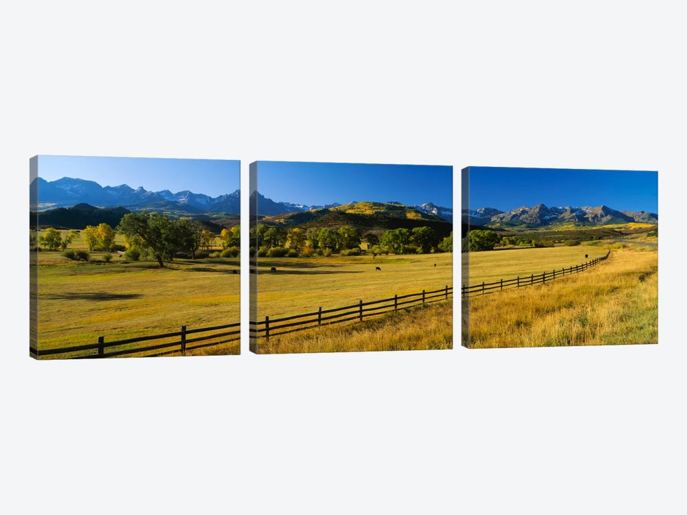 Trees in a field, Colorado, USA by Panoramic Images 3-piece Canvas Print