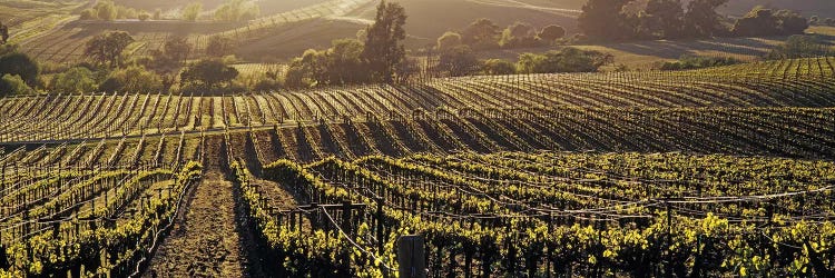 Aerial View Of A Vineyard, Los Carneros AVA, California, USA