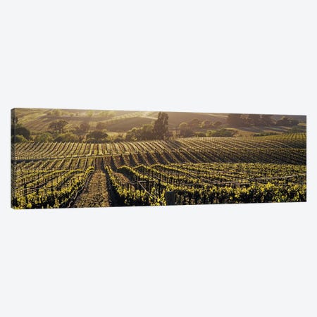 Aerial View Of A Vineyard, Los Carneros AVA, California, USA Canvas Print #PIM2962} by Panoramic Images Canvas Art