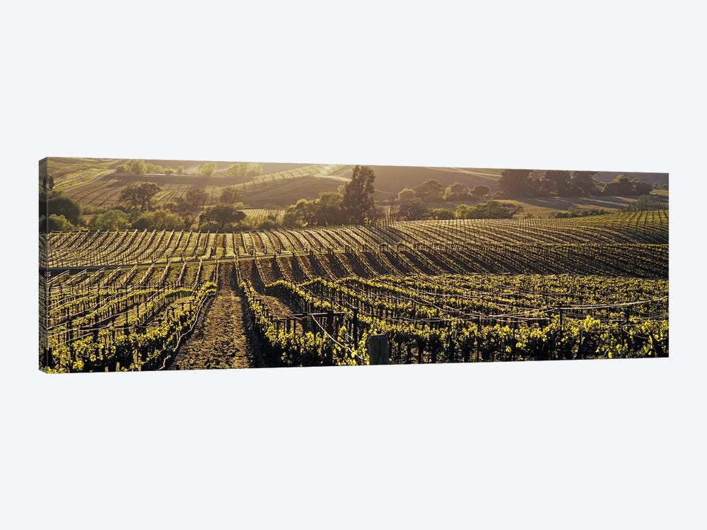 Aerial View Of A Vineyard, Los Carneros AVA, California, USA by Panoramic Images 1-piece Canvas Artwork