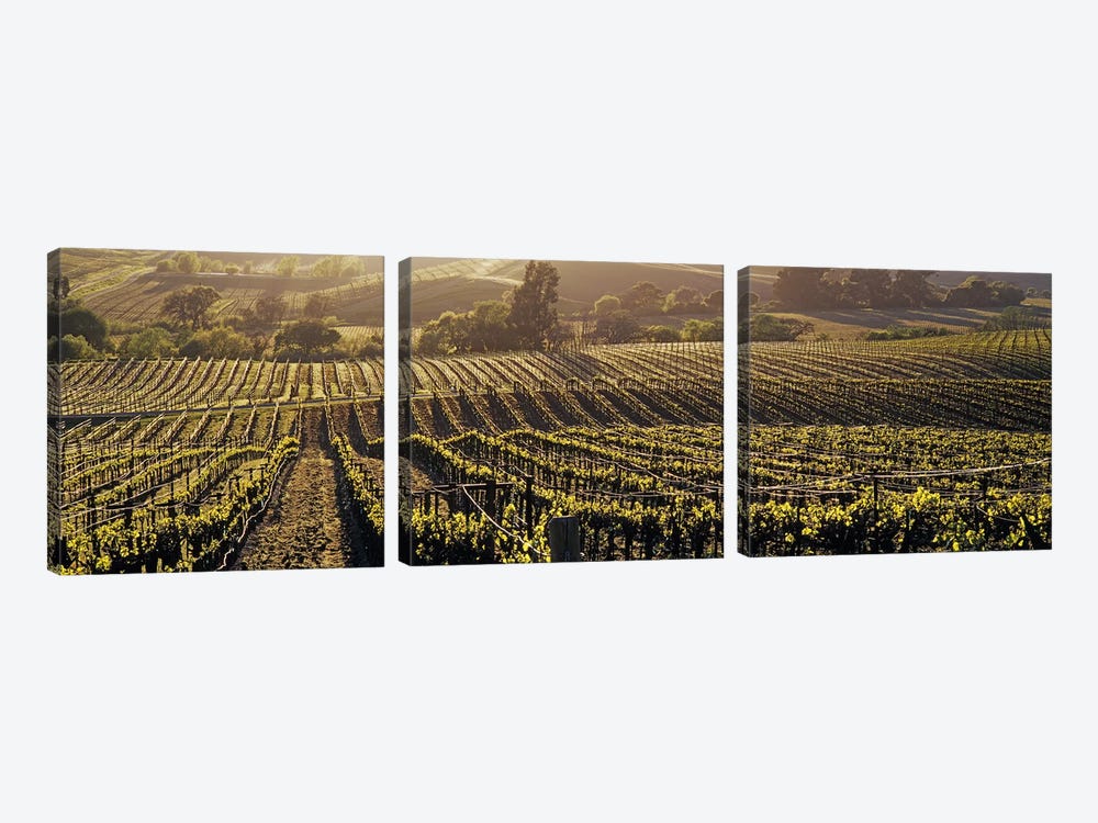 Aerial View Of A Vineyard, Los Carneros AVA, California, USA by Panoramic Images 3-piece Canvas Wall Art