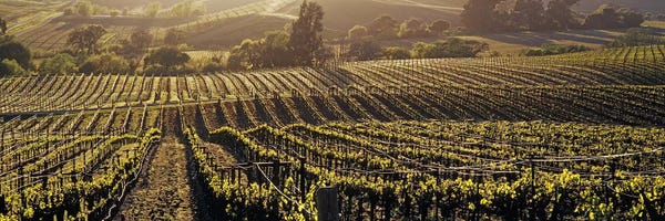 Vineyards: Aerial View Of A Vineyard, Los Carneros AVA, California, USA by Panoramic Images