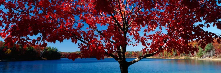 Close-up of a tree, Walden Pond, Concord, Massachusetts, USA