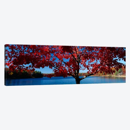 Close-up of a tree, Walden Pond, Concord, Massachusetts, USA Canvas Print #PIM296} by Panoramic Images Canvas Art