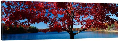 Close-up of a tree, Walden Pond, Concord, Massachusetts, USA Canvas Art Print - New Hampshire Art