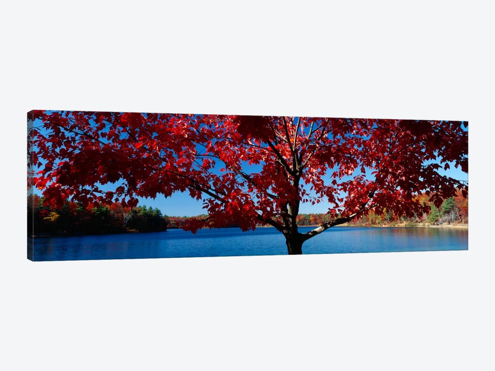 Close-up of a tree, Walden Pond, Concord, Massachusetts, USA by Panoramic Images 1-piece Canvas Art