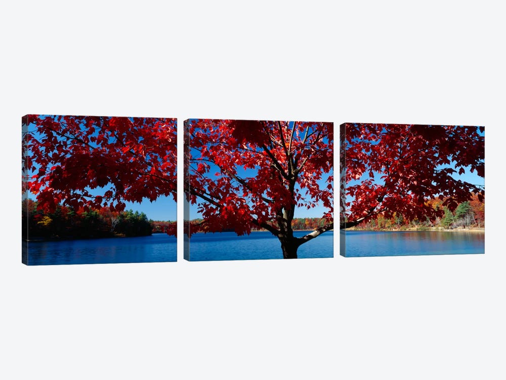 Close-up of a tree, Walden Pond, Concord, Massachusetts, USA by Panoramic Images 3-piece Canvas Art