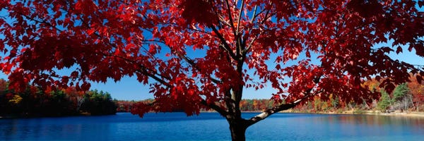 New Hampshire: Close-up of a tree, Walden Pond, Concord, Massachusetts, USA by Panoramic Images