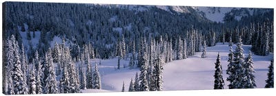 Fir Trees, Mount Rainier National Park, Washington State, USA Canvas Art Print - Snowscape Art