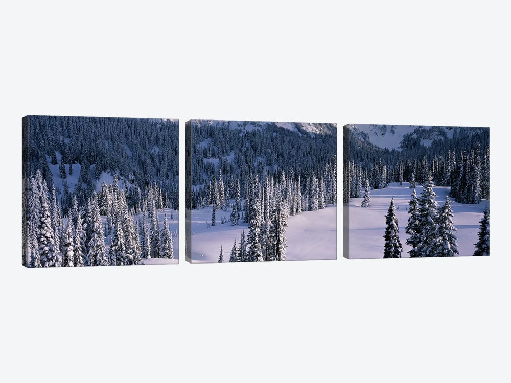 Fir Trees, Mount Rainier National Park, Washington State, USA by Panoramic Images 3-piece Canvas Art