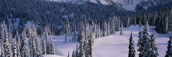 Mount Rainier National Park: Fir Trees, Mount Rainier National Park, Washington State, USA by Panoramic Images