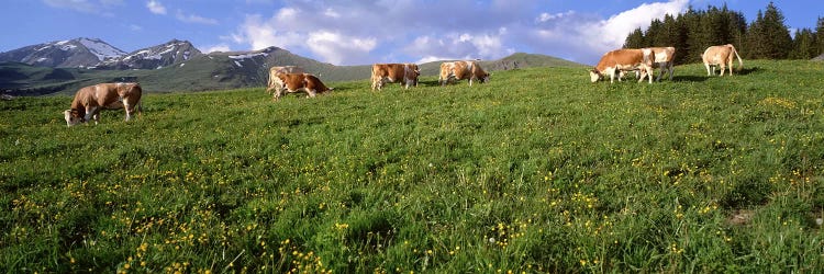 Switzerland, Cows grazing in the field