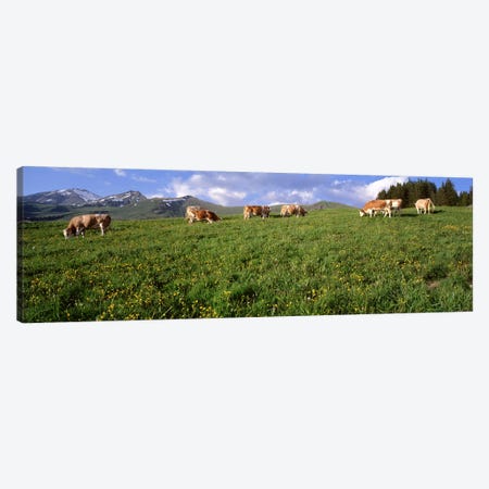 Switzerland, Cows grazing in the field Canvas Print #PIM2999} by Panoramic Images Art Print