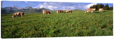 Switzerland, Cows grazing in the field Canvas Art Print - Switzerland Art