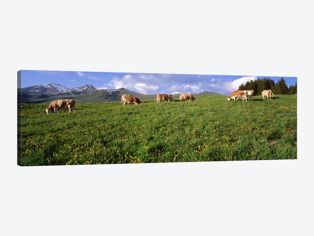 Switzerland, Cows grazing in the field by Panoramic Images 1-piece Canvas Artwork