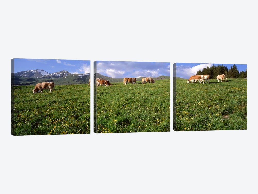 Switzerland, Cows grazing in the field by Panoramic Images 3-piece Canvas Wall Art
