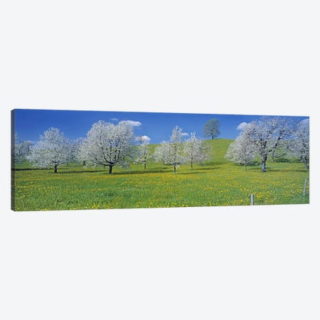 Blossoming Cherry Trees, Zug, Switzerland Canvas Print #PIM3015} by Panoramic Images Canvas Art