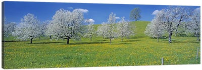 Blossoming Cherry Trees, Zug, Switzerland Canvas Art Print - Cherry Tree Art