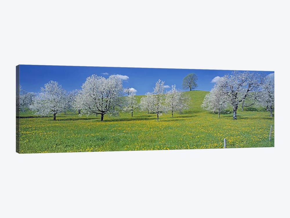 Blossoming Cherry Trees, Zug, Switzerland by Panoramic Images 1-piece Canvas Artwork