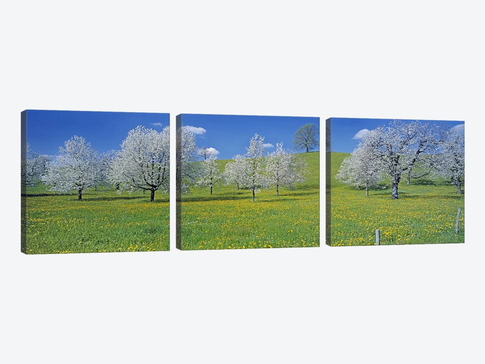Blossoming Cherry Trees, Zug, Switzerland by Panoramic Images 3-piece Canvas Wall Art