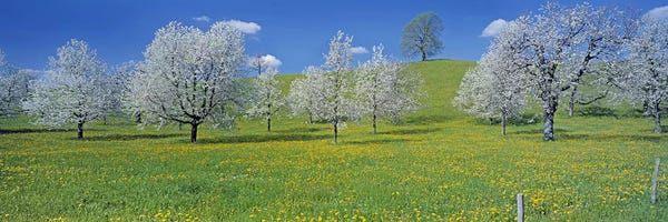 Cherry Trees: Blossoming Cherry Trees, Zug, Switzerland by Panoramic Images