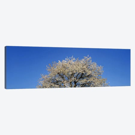 Cherry Blossoms, Switzerland Canvas Print #PIM3016} by Panoramic Images Canvas Wall Art