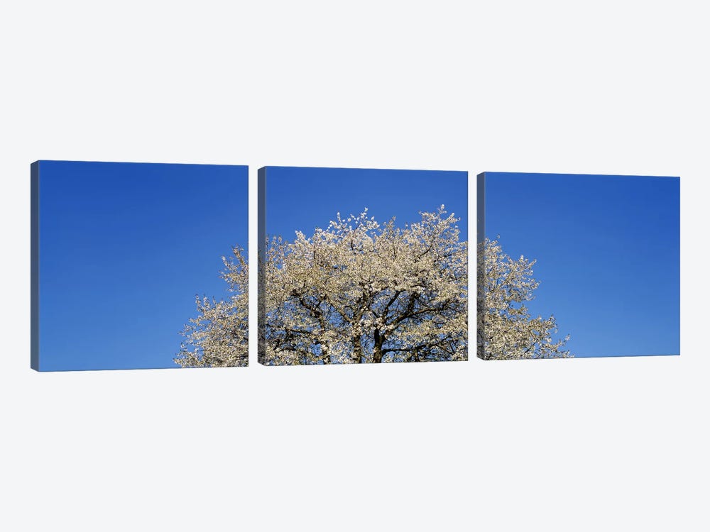 Cherry Blossoms, Switzerland by Panoramic Images 3-piece Canvas Print