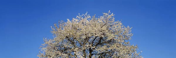 Cherry Trees: Cherry Blossoms, Switzerland by Panoramic Images