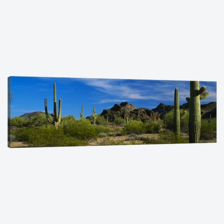 Desert Landscape, Organ Pipe Cactus National Monument, Arizona, USA Canvas Print #PIM304} by Panoramic Images Canvas Artwork