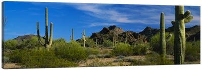 Desert Landscape, Organ Pipe Cactus National Monument, Arizona, USA Canvas Art Print - Arizona Art