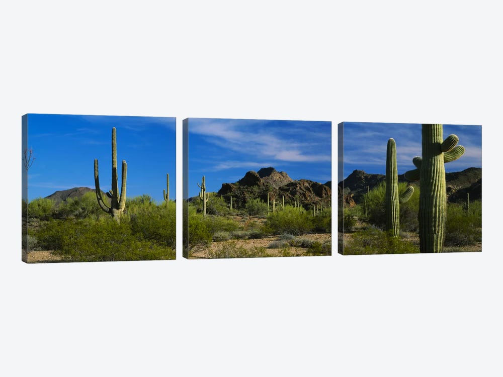 Desert Landscape, Organ Pipe Cactus National Monument, Arizona, USA by Panoramic Images 3-piece Canvas Artwork