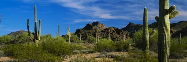Desert Landscape Organ Pipe Cactus National Monument Arizona USA Ver. II