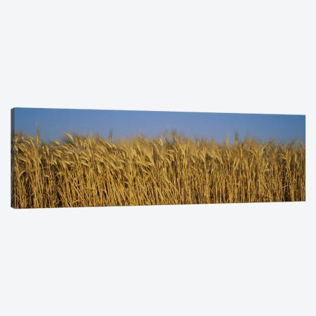 Wheat Harvest In Zoom, France Canvas Print #PIM3068} by Panoramic Images Canvas Wall Art