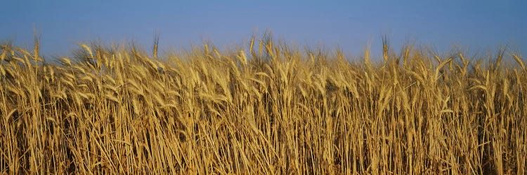 Wheat Harvest In Zoom, France