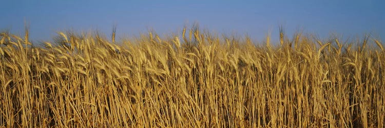 Wheat Harvest In Zoom, France