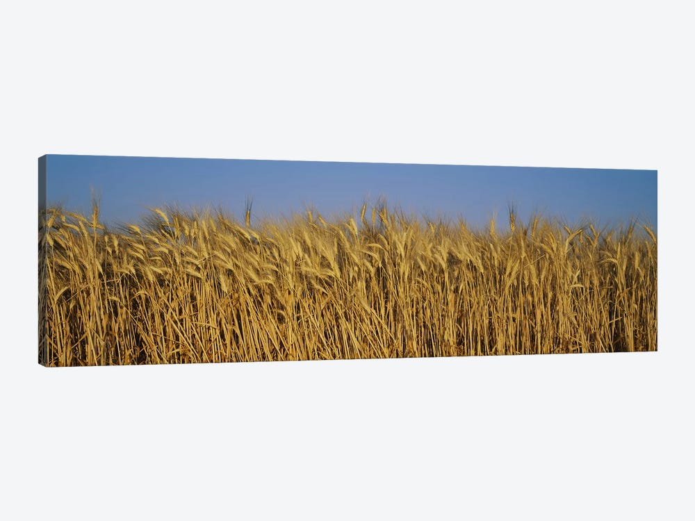 Wheat Harvest In Zoom, France by Panoramic Images 1-piece Canvas Wall Art