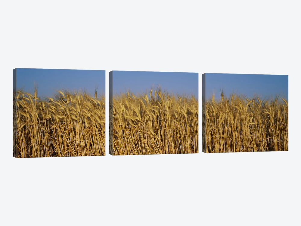 Wheat Harvest In Zoom, France by Panoramic Images 3-piece Canvas Wall Art