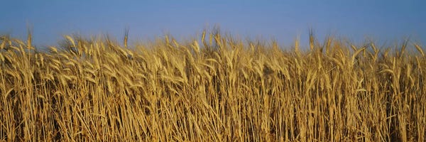 Wheat Harvest In Zoom, France