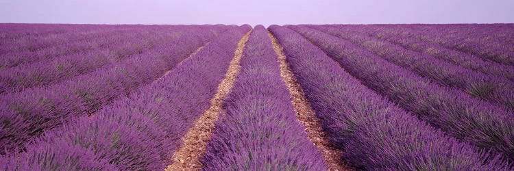 France, View of rows of blossoms in a field