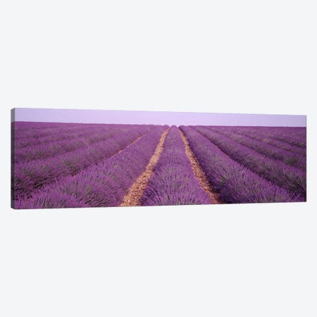 France, View of rows of blossoms in a field Canvas Print #PIM3069} by Panoramic Images Canvas Artwork