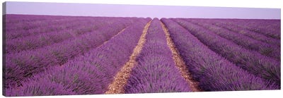 France, View of rows of blossoms in a field Canvas Art Print