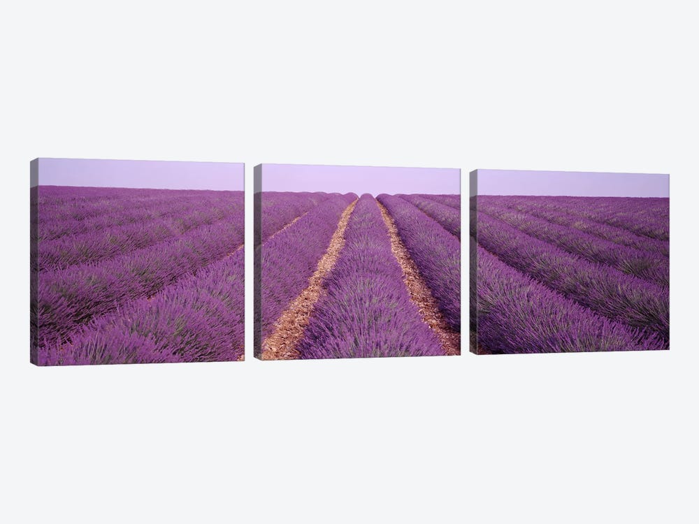 France, View of rows of blossoms in a field by Panoramic Images 3-piece Canvas Art Print