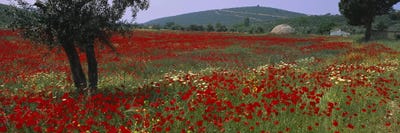 Field Of Red Poppies, Turkey by Panoramic Images multi panel art