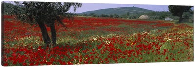 Field Of Red Poppies, Turkey Canvas Art Print - Turkey Art