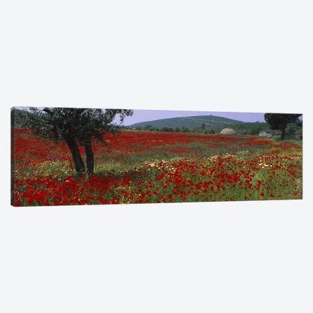 Field Of Red Poppies, Turkey Canvas Print #PIM3074} by Panoramic Images Canvas Art